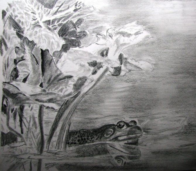 Grenouille dans mon étang Grenouille dans mon étang