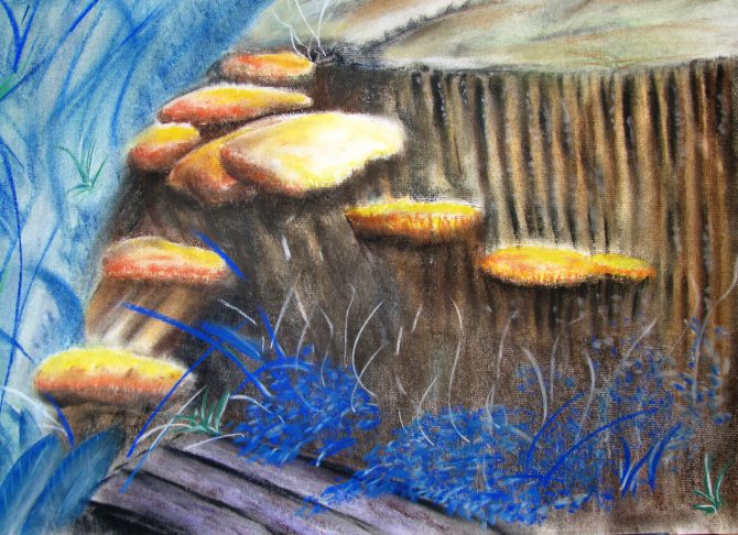 Champignons Champignons