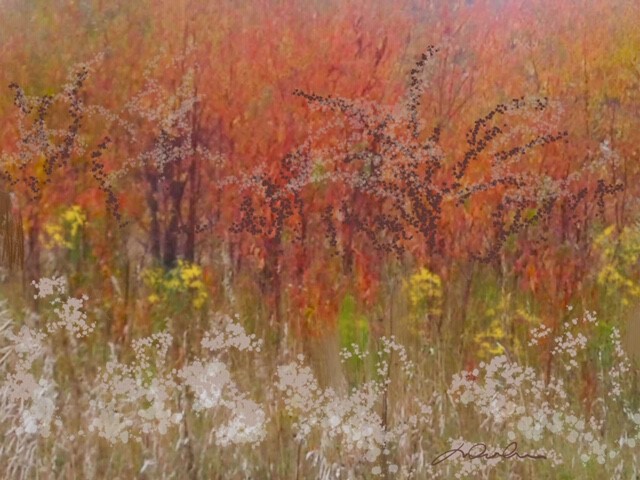 Comme un automne incognito