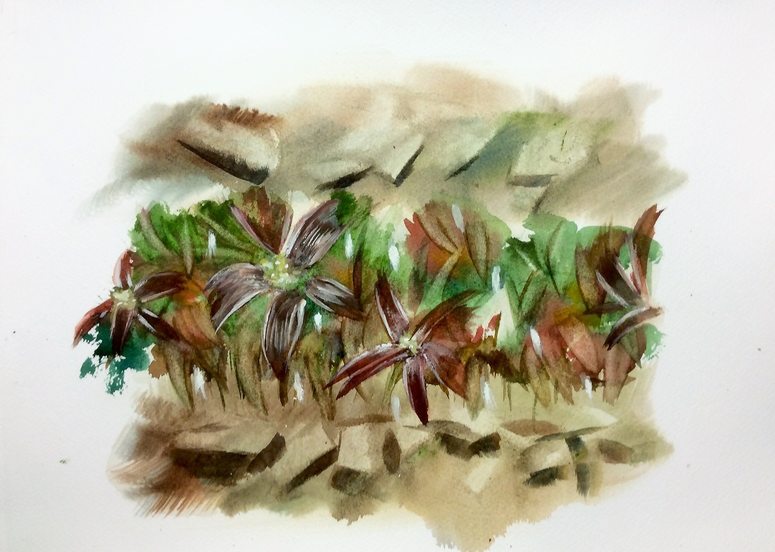 Rivalité campanulaire