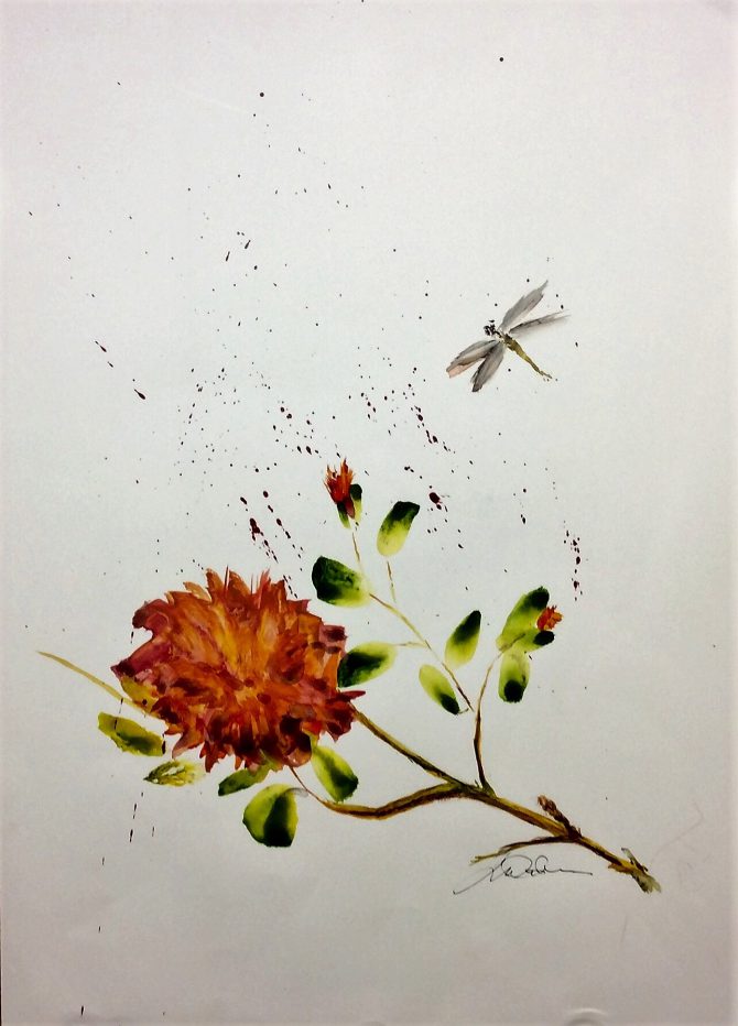 Odonata au jardin Odonata au jardin